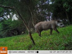 Tapir capturé avec un piège photographique au Brésil 
